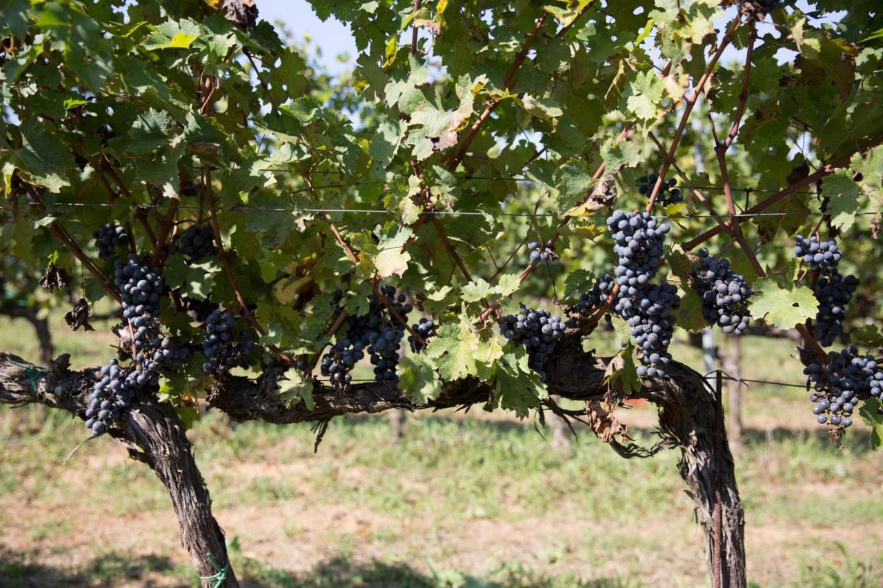 Agriturismo Gli Archi Fauglia Zewnętrze zdjęcie