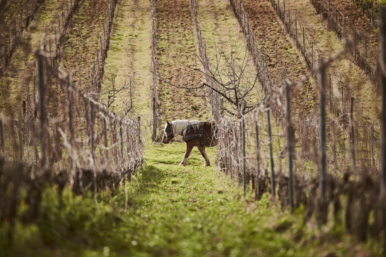 Agriturismo Gli Archi Fauglia Zewnętrze zdjęcie