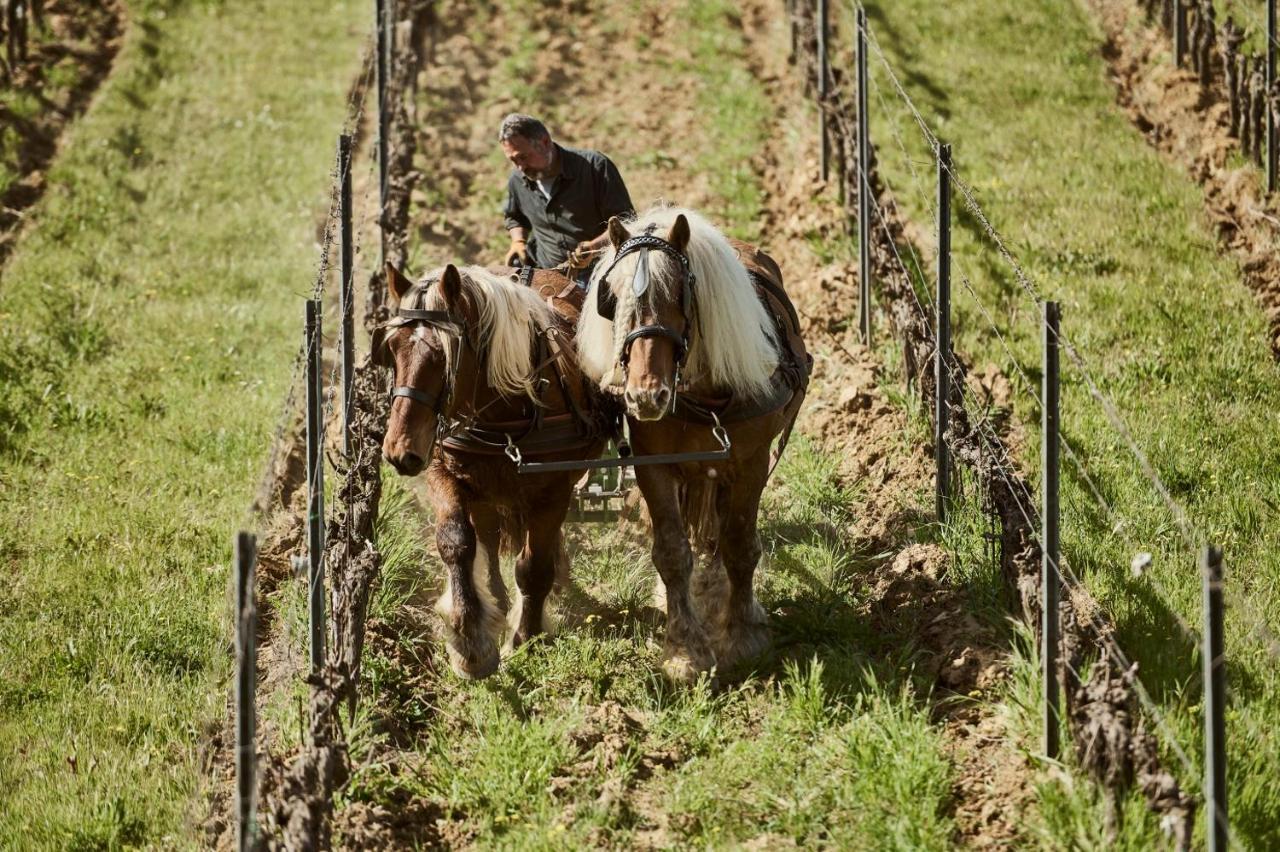 Agriturismo Gli Archi Fauglia Zewnętrze zdjęcie