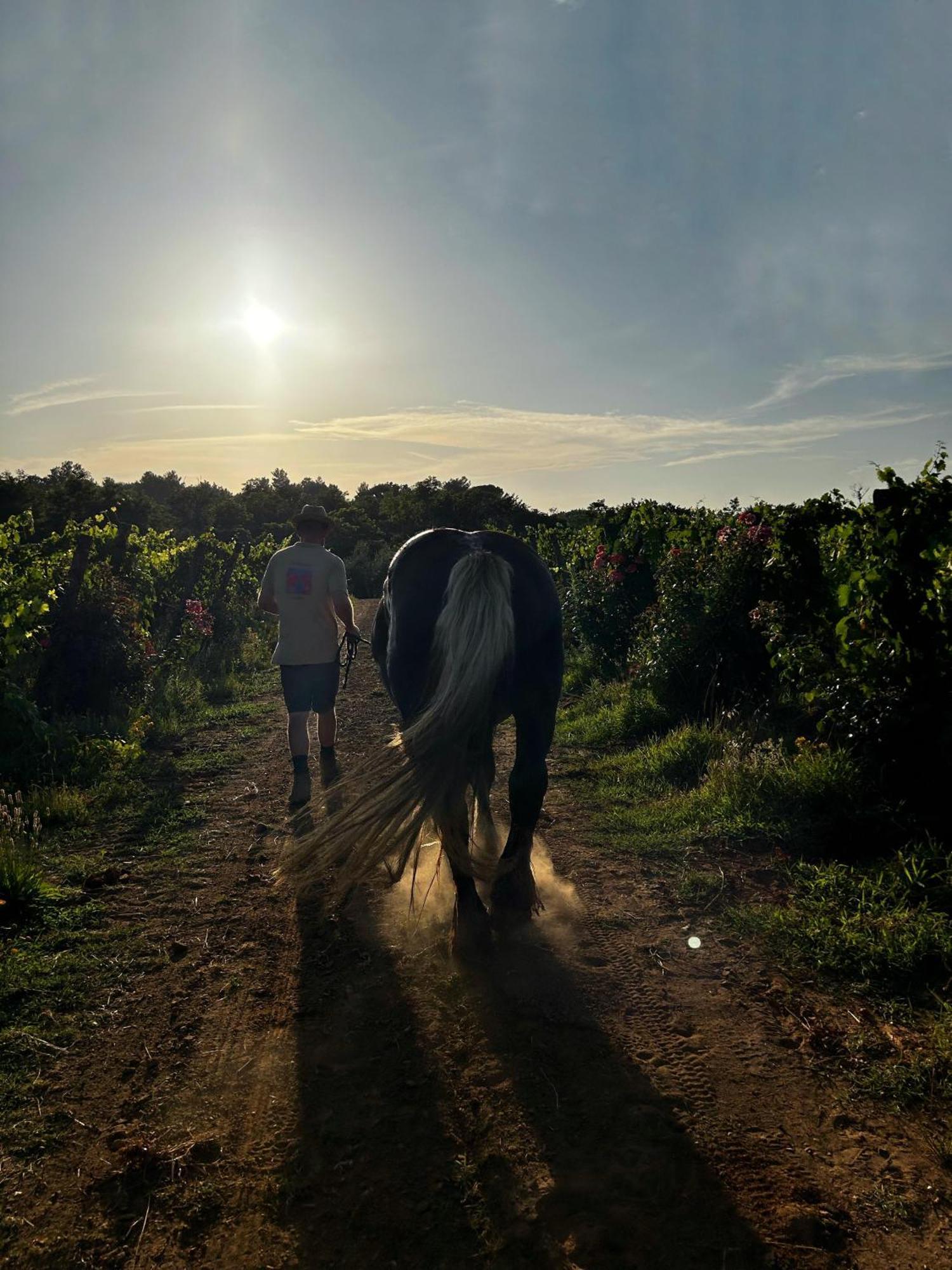 Agriturismo Gli Archi Fauglia Zewnętrze zdjęcie