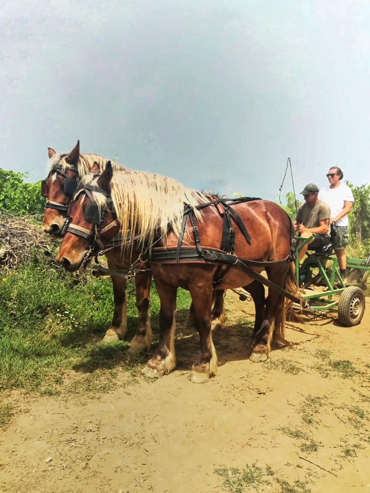 Agriturismo Gli Archi Fauglia Zewnętrze zdjęcie
